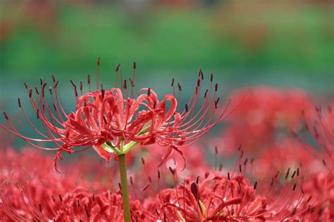 彼岸花葉|彼岸花（ヒガンバナ）の名前の由来や別名と植え付け。